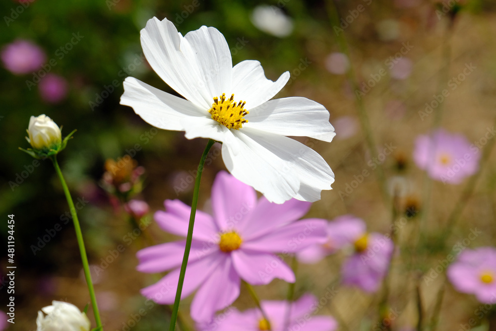 White starburst flowers with yellow stamens. White starburst flowers with yellow stamens.