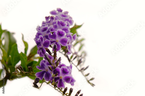 purple flowers on a white background