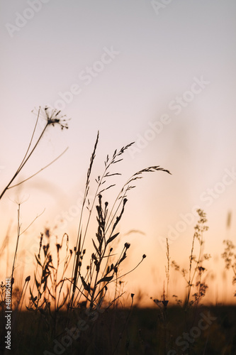 Calm and natural background. Close view of grass stems on sunset in field