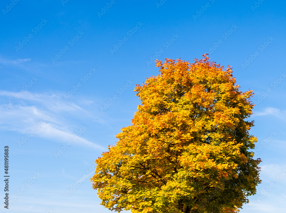 Fototapeta premium autumn tree on sky