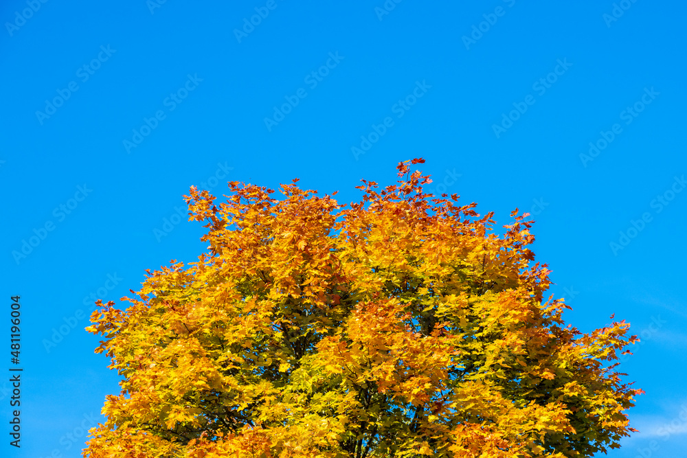 Fototapeta premium autumn tree against blue sky