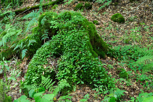 Fototapeta Naklejka Na Ścianę i Meble -  Baumstumpf mit grünem Waldsauerklee bewachsen