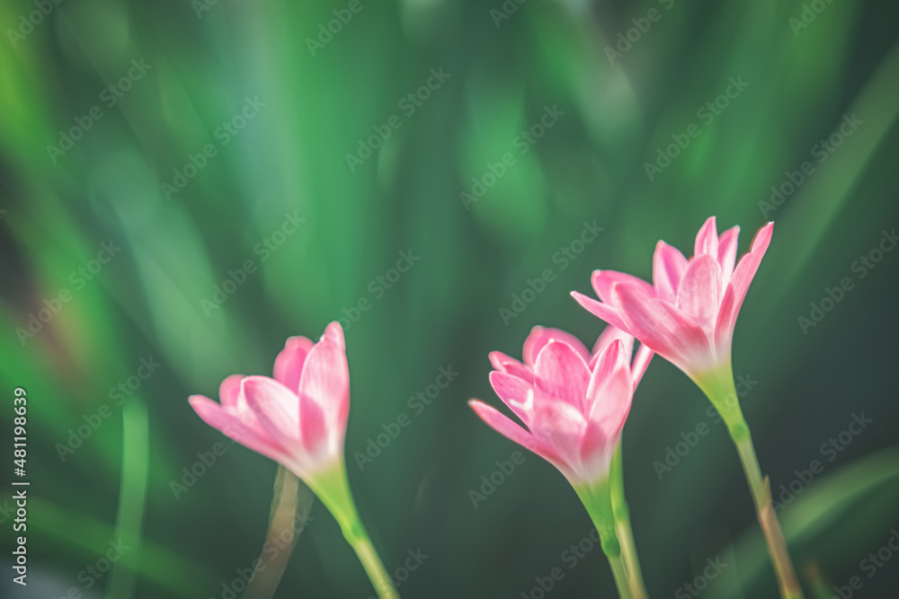 Obraz premium Vintage tone of close up flower with smooth bokeh abstract background.
