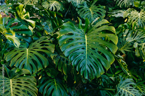 Green leaves of Monstera philodendron plant growing in greenhouse, tropical forest plant