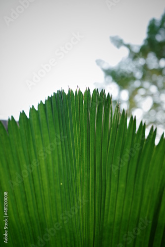 leaf22