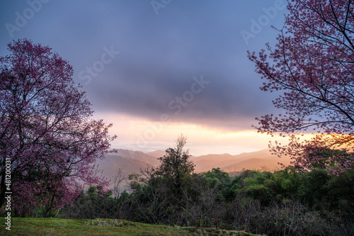 Sunrise over Wild Himalayan Cherry tree blooming in garden on springtime