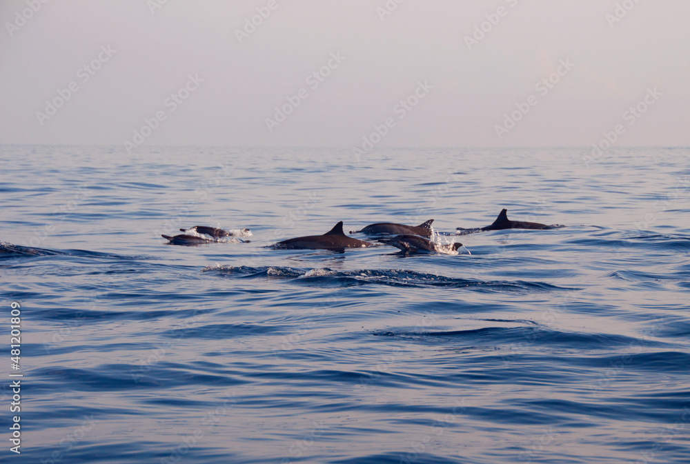 Fototapeta premium dolphin jumping out of water