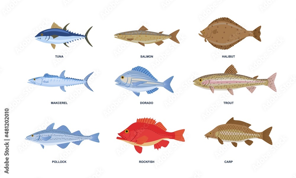 River or sea fish set. Colorful stickers with underwater wildlife