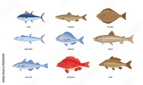 River or sea fish set. Colorful stickers with underwater wildlife inhabitants. Freshwater or marine fish. Tuna, salmon, carp and dorado. Cartoon flat vector collection isolated on white background