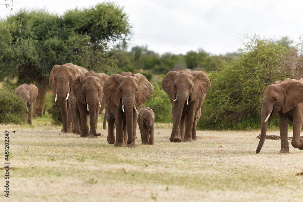Elephant herd walking in Mashatu Game Reserve in the Tuli Block in Botswana Elephant herd walking in Mashatu Game Reserve in the Tuli Block in Botswana