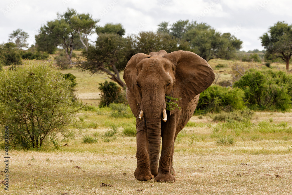 Elephant walking in Mashatu Game Reserve in the Tuli Block in Botswana