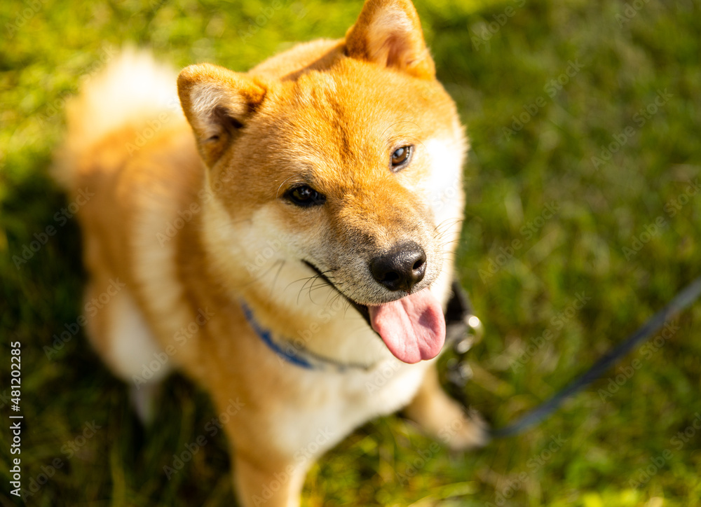 A friendly smiling shiba inu dog in the park