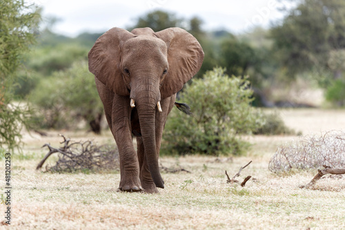 Elephant walking in Mashatu Game Reserve in the Tuli Block in Botswana