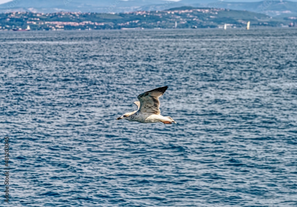 Fototapeta premium Seagull in flight