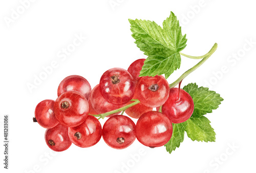 Red currant watercolor illustration isolated on white background. photo