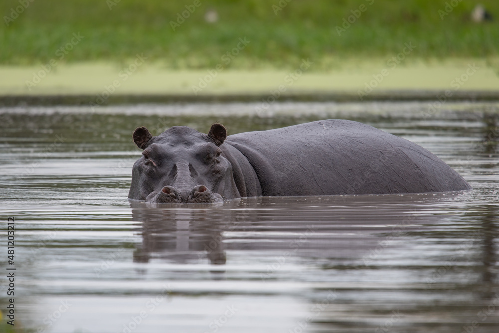 Hippo with open muzzle in the water. African Hippopotamus, Hippopotamus amphibius capensis, with evening sun, animal in the nature water habitat, Botswana, Africa