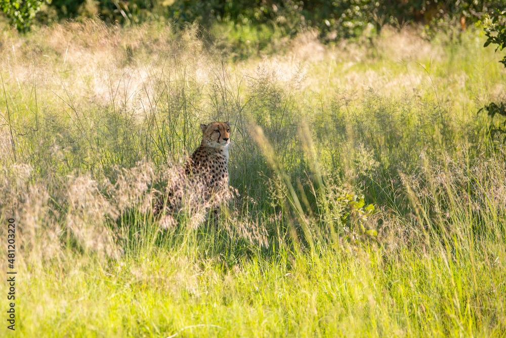 The Cheetah (Acinonyx jubatus) is a feline known as the fastest terrestrial animal. It's a slender long-legged animal with a yellowish, black-spotted fur coat. The Cheetah (Acinonyx jubatus) is a feline known as the fastest terrestrial animal. It's a slender long-legged animal with a yellowish, black-spotted fur coat.