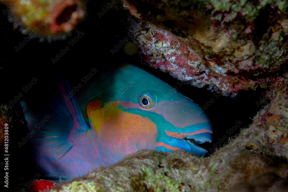 Colorful parrotfish in reefs in natural habitat Colorful parrotfish in reefs in natural habitat