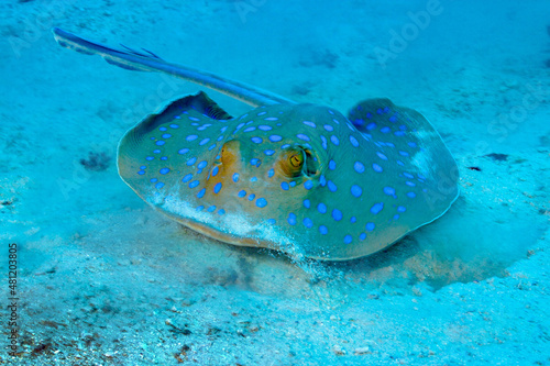 Blue spotted stingray on sandy bottom of blue sea photo