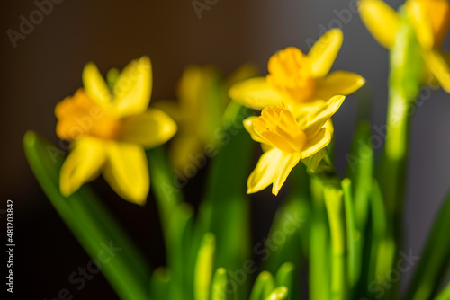 yellow daffodils in spring