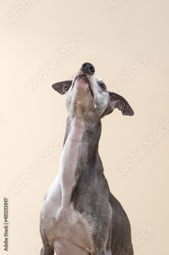 Portrait of a greyhound dog. handsome whippet in a photo studio