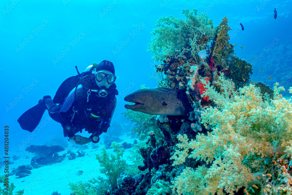 Diver exploring coral reefs and fauna of blue sea Diver exploring coral reefs and fauna of blue sea