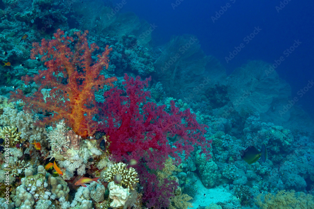 Dendronephthya coral deep in clear red sea