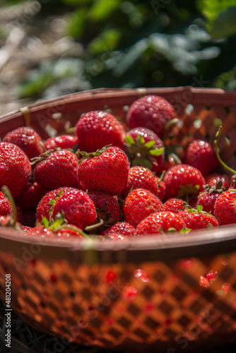 A basket of strawberries in a berry patch