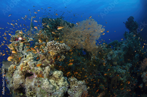 Wallpaper Mural Tropical fish swimming in reefs in blue sea Torontodigital.ca