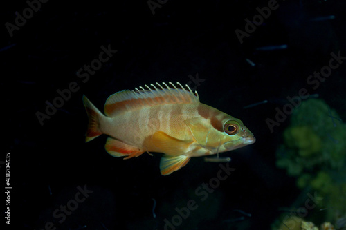 Bodianus flavifrons fish in dark water photo