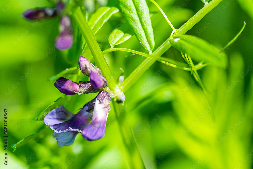 Obraz premium butterfly on a flower