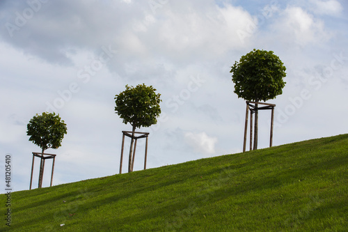 Obraz na płótnie row of three manicured Tilia trees in line on a green grass lawn hill of the Garden of Venus with a blue sky and white grey clouds background