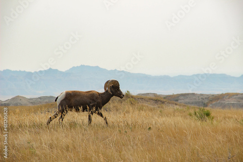 Big horn sheep in the Badlands 