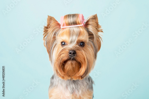 Funny portrait of a dog with curlers on his head. photo