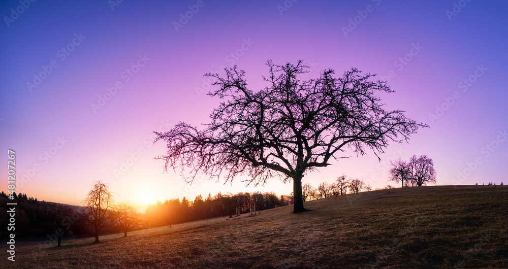 Silhouette of a lone bare tree on a hill at sunset with beautiful purple sky Silhouette of a lone bare tree on a hill at sunset with beautiful purple sky