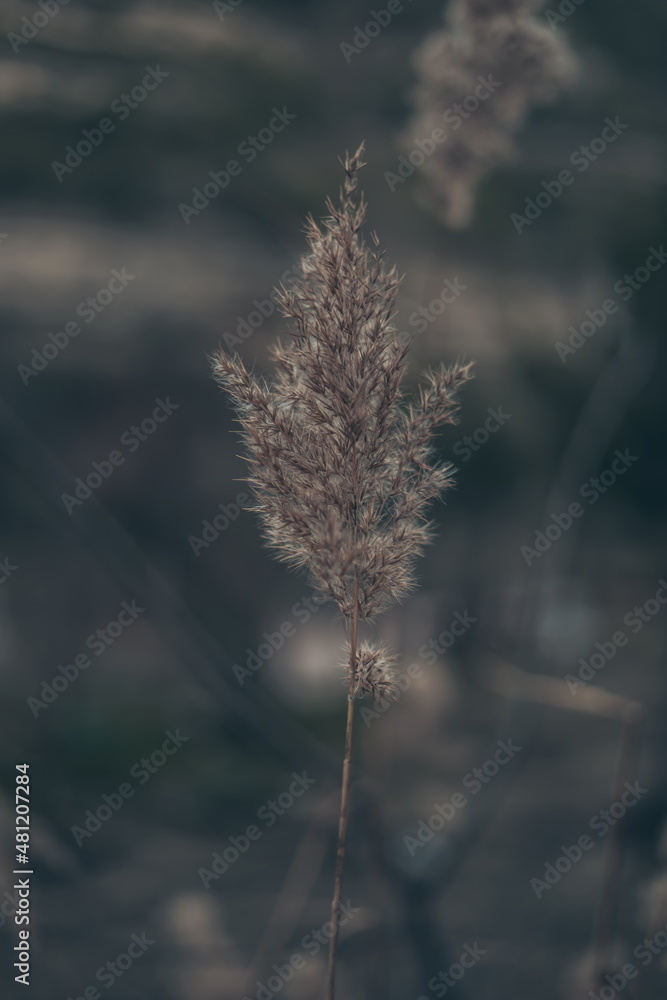 wheat reeds in an autumn landscape near a pond in a cold, grey atmosphere. wheat reeds in an autumn landscape near a pond in a cold, grey atmosphere.
