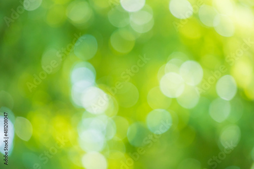 Abstract blur green leaf bokeh nature background
