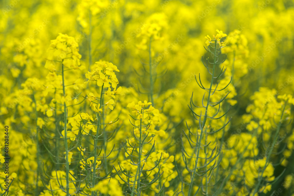 Scenic landscape of blooming field Scenic landscape of blooming field
