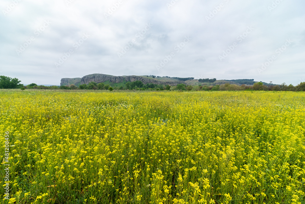 Scenic landscape of blooming field near mountain Scenic landscape of blooming field near mountain