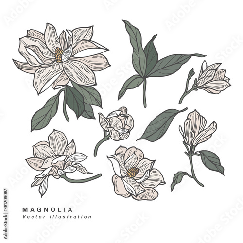 Hand draw vector magnolia flowers illustration. Floral wreath. Botanical floral card on white background.
