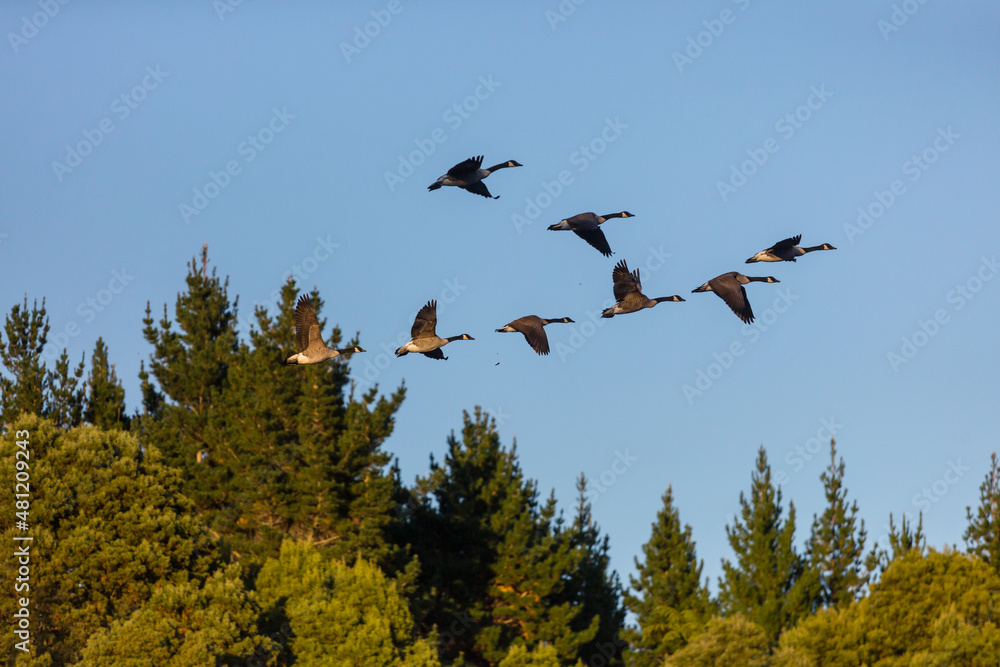 Fototapeta premium Goose in New Zealand