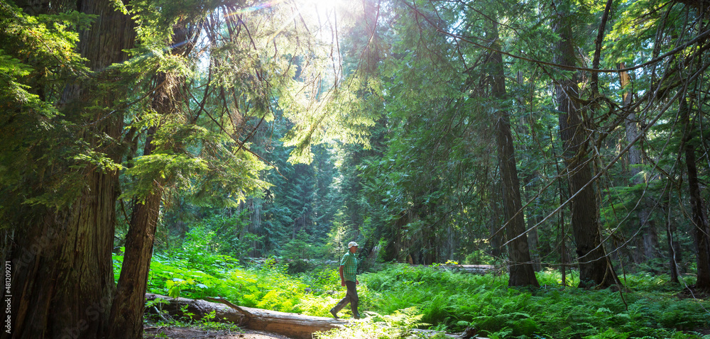 Fototapeta premium Hike in the forest