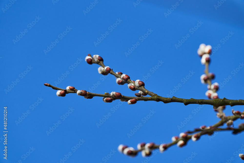 Willows, also called sallows and osiers, from the genus Salix, are around 400 species of deciduous trees and shrubs