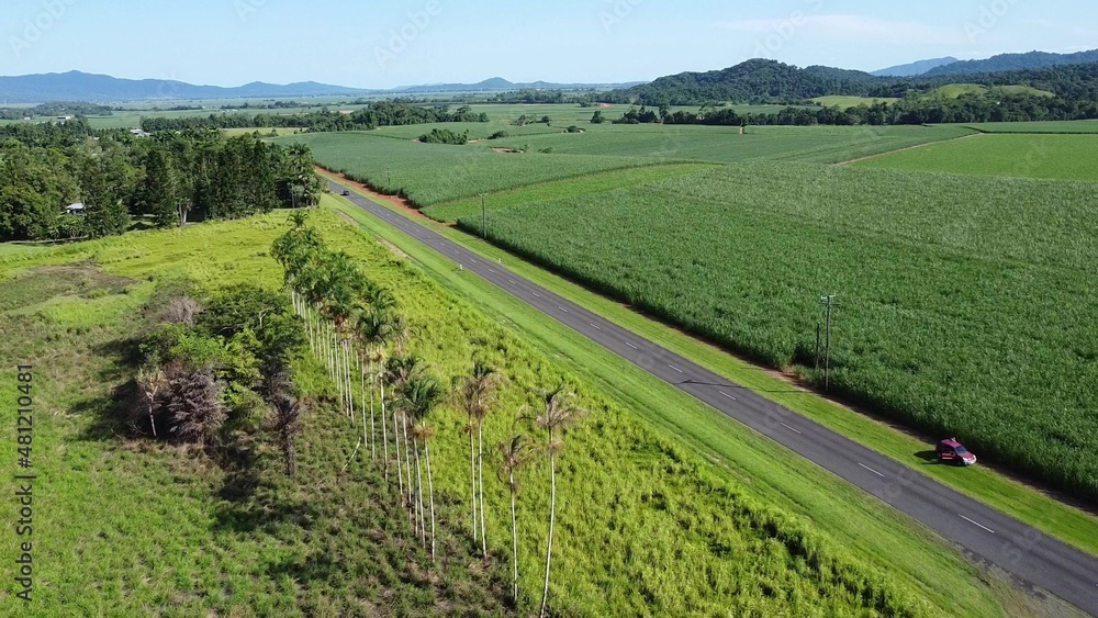 Scenic aerial view of Palm trees and a road Scenic aerial view of Palm trees and a road