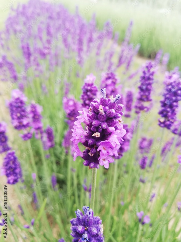 Naklejka premium Vegetation in the park, garden. Various colored plants, grass and leaves. Beautiful wallpaper. 