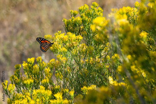 Canvas Print A monarch butterfly (Danaus plexippus) on a yellow rabbitbush (Chrysothamnus viscidiflorus) in the grasslands of South Dakota near the Badlands
