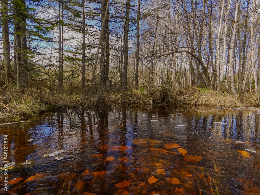 Obraz premium spring in the forest