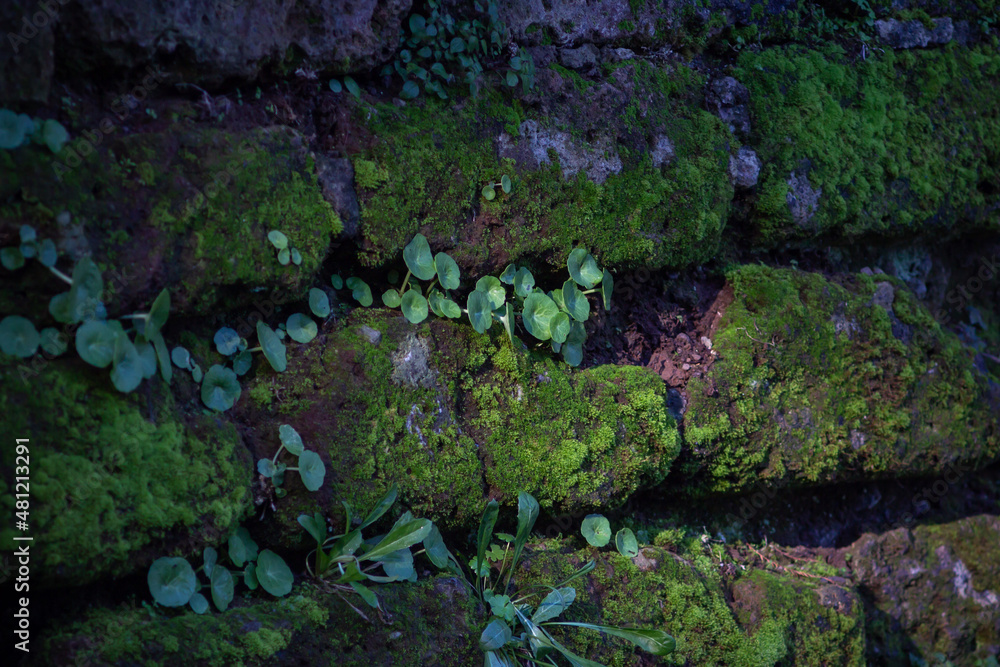 Biodiversity and Symbiosis between plants - mossy- lichen living in the brick wall,natural biology.Photosynthesis.Sutri,Italy.