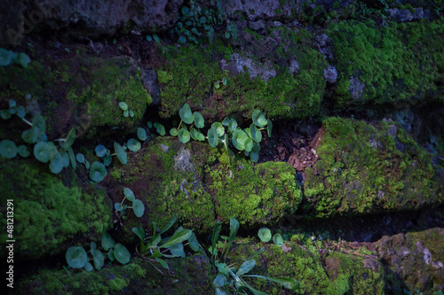 Biodiversity and Symbiosis between plants - mossy- lichen living in the brick wall natural biology.Photosynthesis.Sutri Italy.