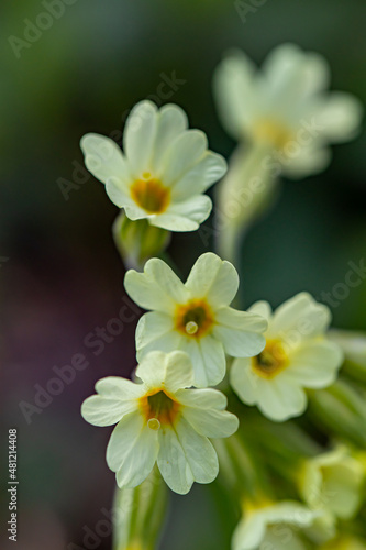 Primula vulgaris flower in mountains, close up shoot  © klemen